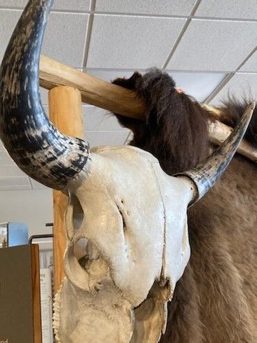 Bison skull